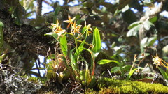 Rhynchostele maculata oestlundiana