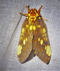 Citheronia bellavista