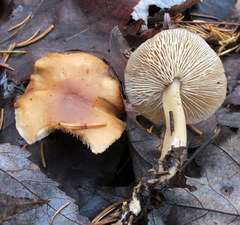 Rhodocollybia butyracea image