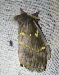 Paradirphia winifredae