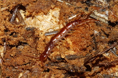 Lithobius