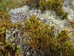 Lepidothamnus laxifolius