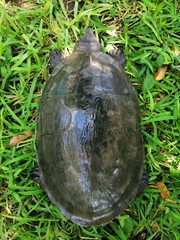 Dermatemys mawii