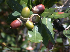 Quercus sebifera