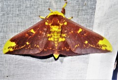 Citheronioides lamata