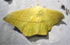 Lonomia electra