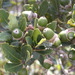 Quercus sebifera - Photo (c) Neptalí Ramírez Marcial, algunos derechos reservados (CC BY), subido por Neptalí Ramírez Marcial