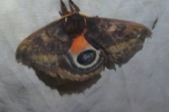 Automeris postalbida