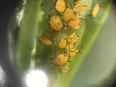 Aphis nerii
