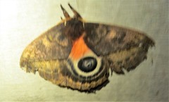 Automeris postalbida
