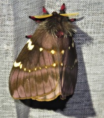 Paradirphia winifredae