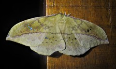 Copaxa multifenestrata