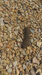 Hemileuca maia