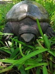 Dermatemys mawii