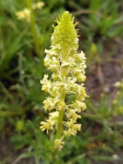 Reseda lutea