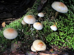 Hypholoma capnoides image