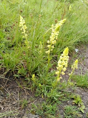 Reseda lutea