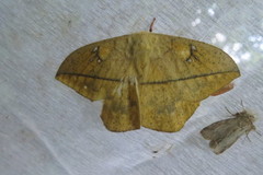 Lonomia columbiana