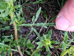 Reseda lutea