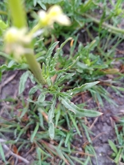 Reseda lutea