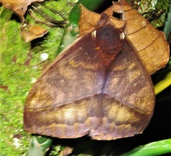 Automeris postalbida