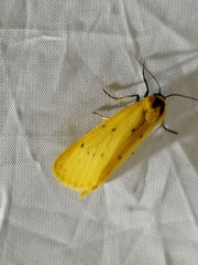 Setina roscida