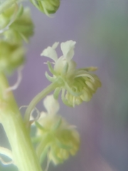 Reseda lutea