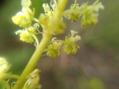 Reseda lutea