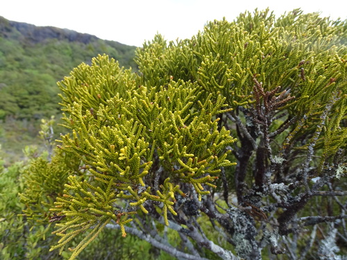 Alpine tarwood (Halocarpus biformis)
