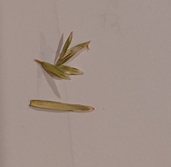 Lolium rigidum