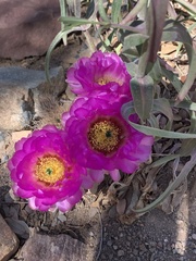 Echinocereus