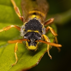 Nomada goodeniana