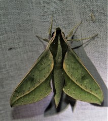 Xylophanes rothschildi
