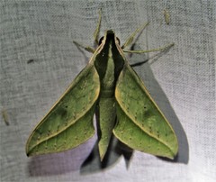 Xylophanes rothschildi