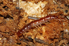 Lithobius