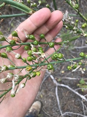 Asphodelus serotinus