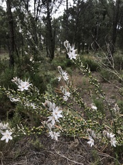 Asphodelus serotinus