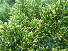 Halocarpus