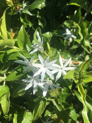 Jasminum multiflorum