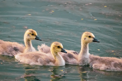 Branta canadensis