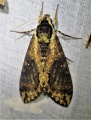 Manduca pellenia