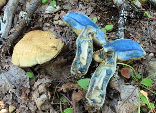 Cornflower Bolete