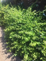 Jasminum multiflorum
