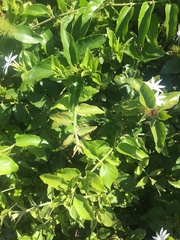 Jasminum multiflorum