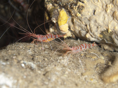 Parhippolyte misticia