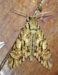 Cocytius lucifer