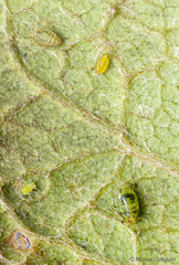 Neomyzus circumflexus