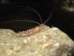 Parhippolyte misticia