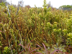 Lepidothamnus laxifolius