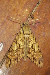 Cocytius lucifer